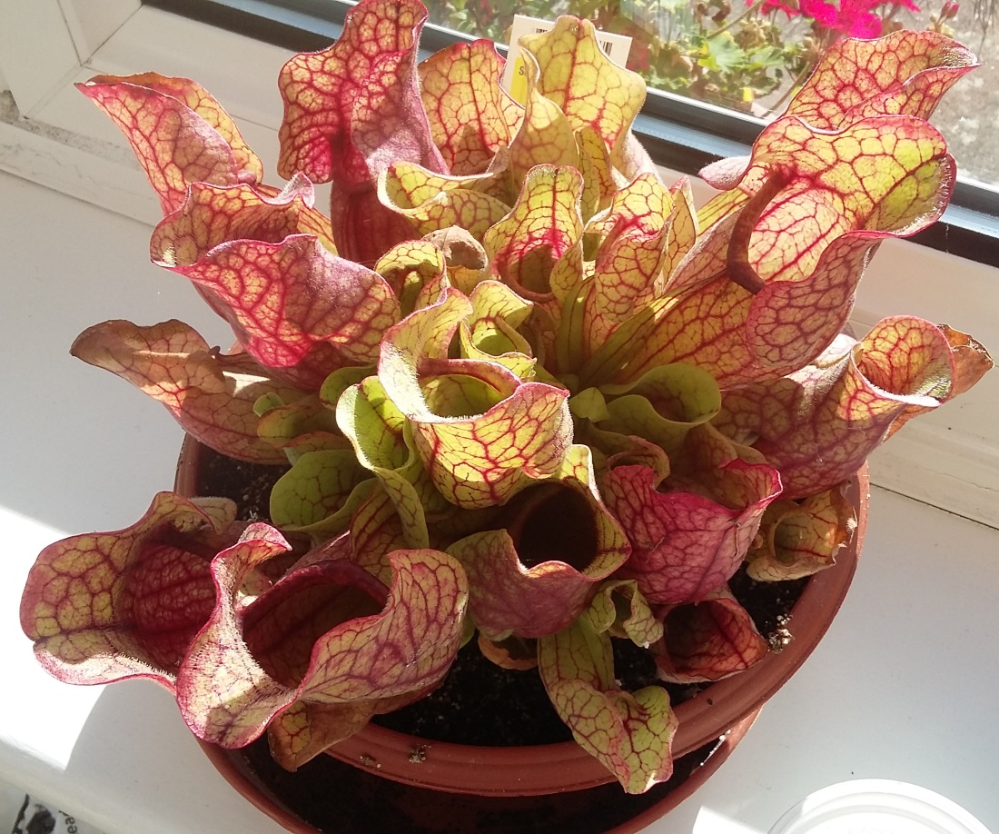 Indoor Sarracenia
