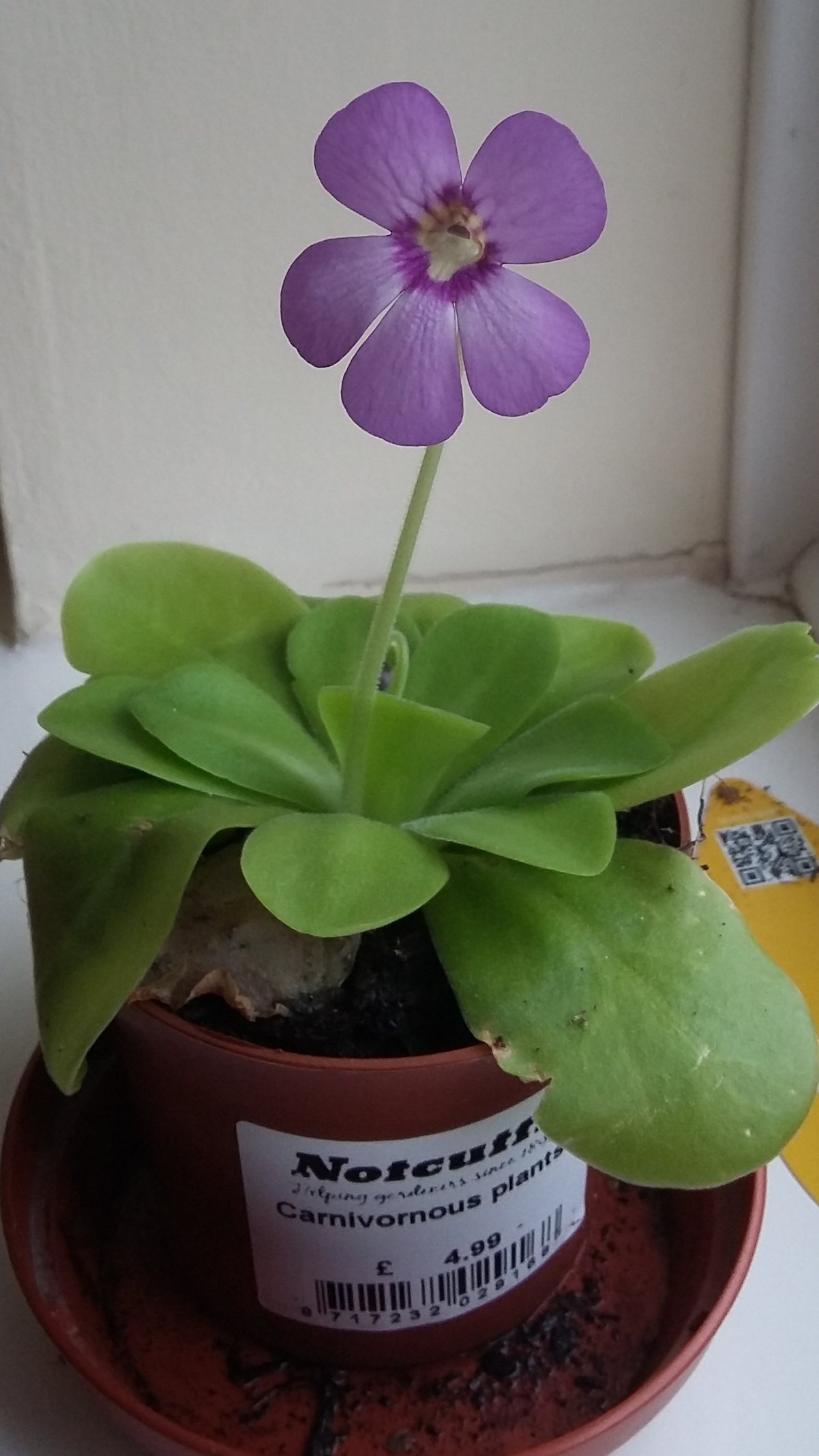 Pinguicula Tina flower.