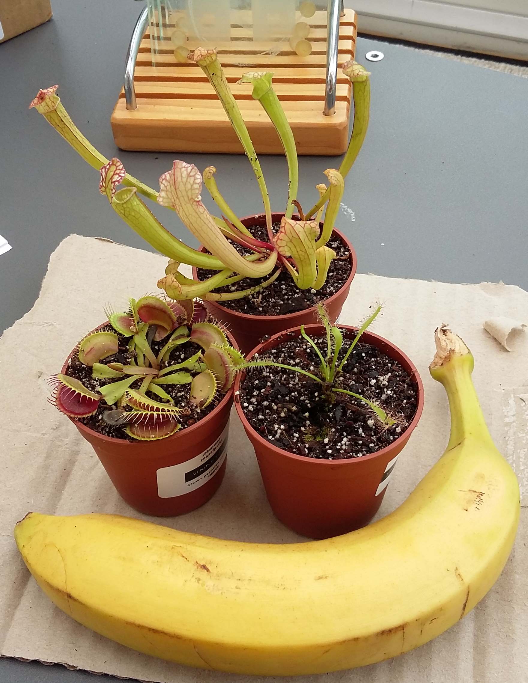 Banana for scale. These plants are absolutely tiny - 5.5cm pots. August 2016.