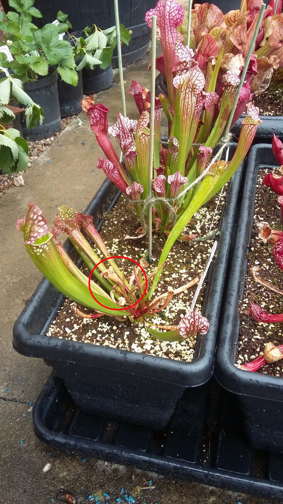Sarracenia August 2017