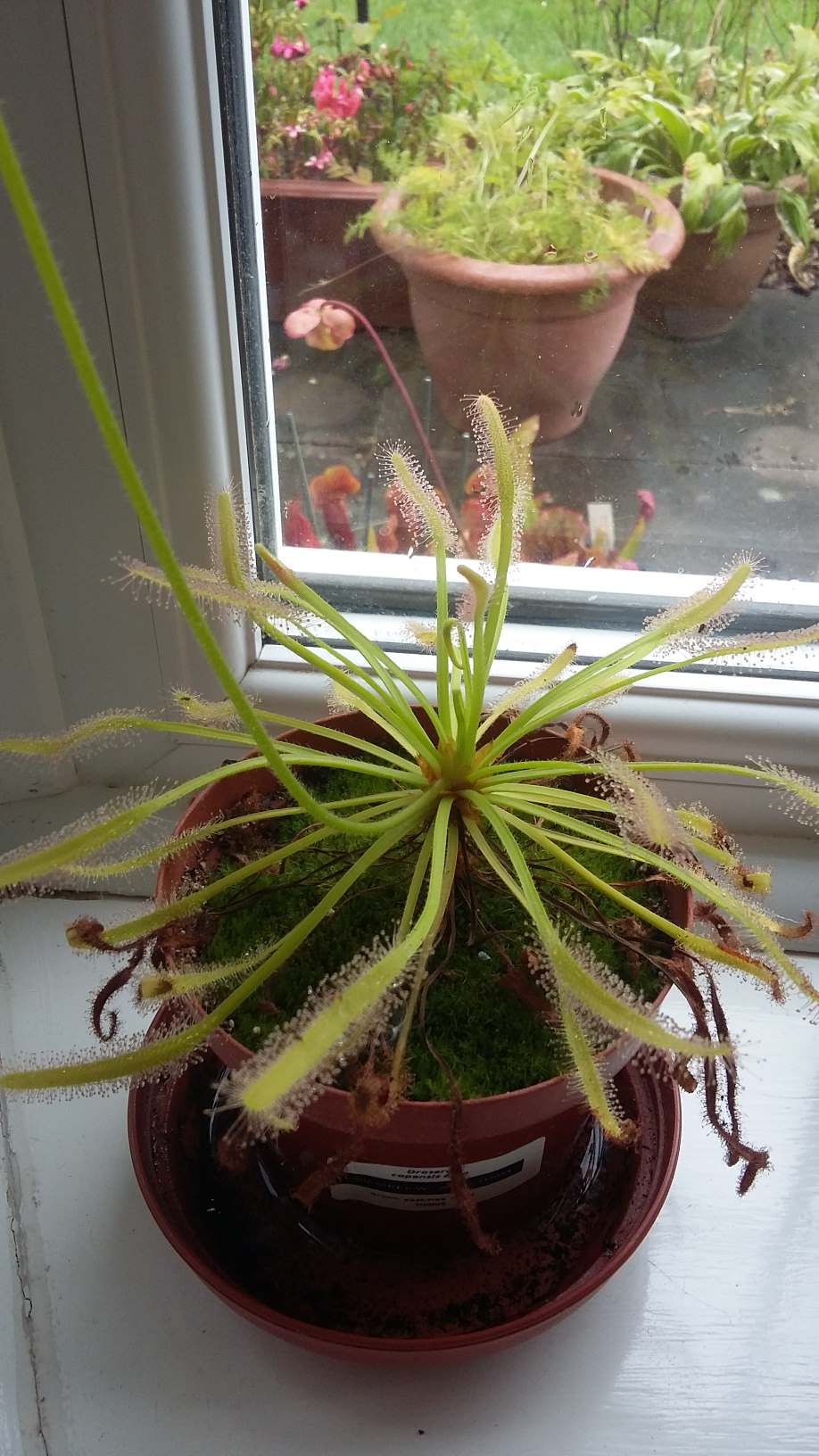 Sundew August 2017
