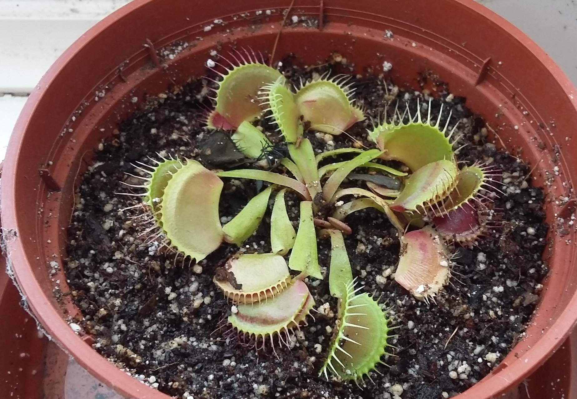VFT potted in Thrive, August 2016